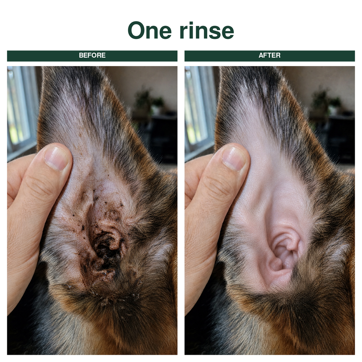 Ear Cleaner for Dogs & Cats.